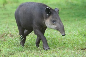 tapir02